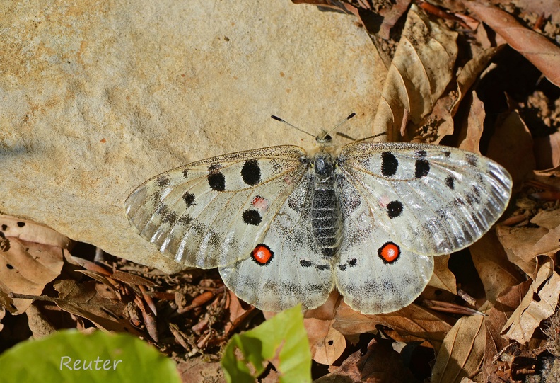 Roter Apollo (Parnassius apollo)